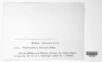 Phyllachora hibisci image